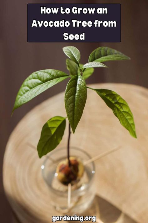 Growing an avocado tree from seed is easier than you think! Follow these simple instructions to produce your very own avocado tree at home. Avocado Tree From Seed, Avocado Facts, Avocado From Seed, Avocado Recipes Breakfast, Avocado Plant, Grow Avocado, Avocado Seed, Avocado Tree, Cool Science Experiments