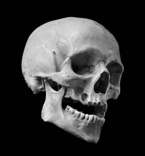 Human Skull Photography, Pictures Black And White, Artist Reference, Skull Anatomy, Skull Reference, Skeleton Anatomy, Real Skull, Skull Pictures, Skulls Drawing