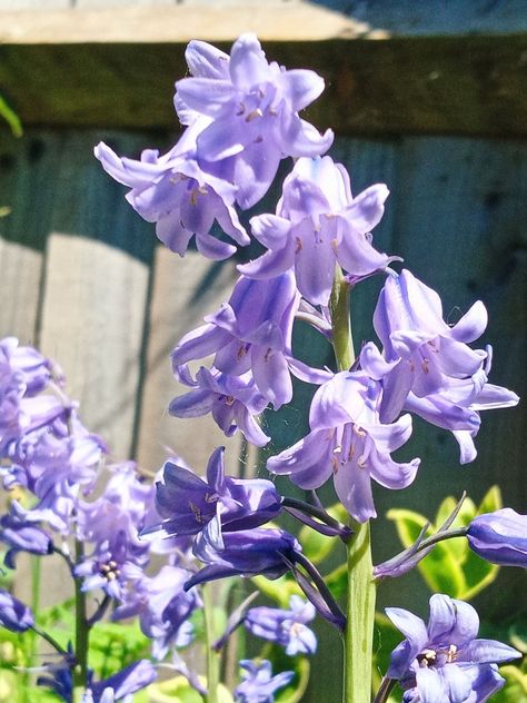 Blue Bells Aesthetic, Blue Bell Aesthetic, Bluebell Flowers, Blue Bells Flowers, Bluebell Flower Aesthetic, Blue Bell Flowers Aesthetic, Bellflower Aesthetic, Bluebells Aesthetic, Bluebell Flower