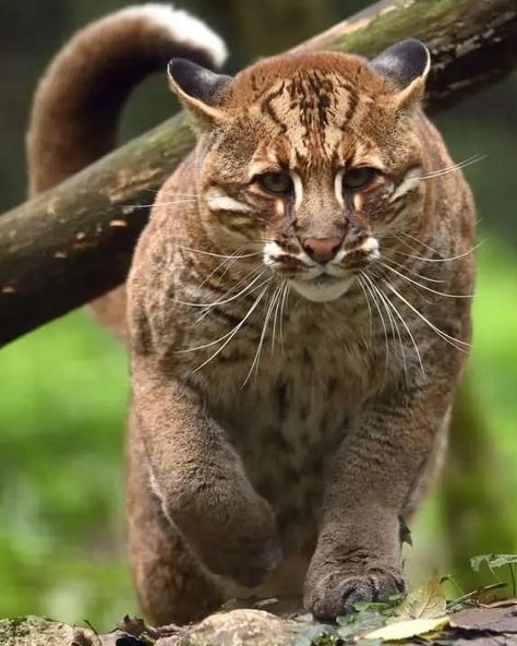 Asian Golden Cat (Catopuma temminckii) / Chat de Temminck ou Chat doré d'Asie / Image by kylroze (Rozenn Izel) from instagram Asiatic Golden Cat, African Golden Cat, Andean Cat, Asian Golden Cat, Feline Reference, Asian Cat, Very Cute Animals, Golden Cat, Cats Of The World