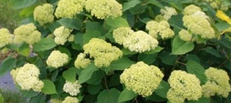 How To Prune Bobo Hydrangeas, Prune Hydrangeas, When To Prune Hydrangeas, Bobo Hydrangea, Pruning Hydrangeas, Types Of Hydrangeas, Ins And Outs, Hydrangea, Different Types