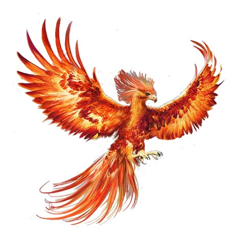 Phoenix Drawing Color, Fire Phoenix Tattoo, Fenix Bird, Phoenix Bird Tattoo, Phoenix Animal, Tato Phoenix, Fenix Tattoo, Phoenix Drawing, Phoenix Harry Potter