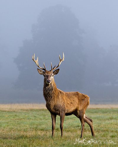 Golden Shrike, Great Prince Of The Forest, Deer Oc, Deer Reference, Countryside Estate, Perch Fishing, Wild Animals Photography, Animal Studies, Deer Pictures