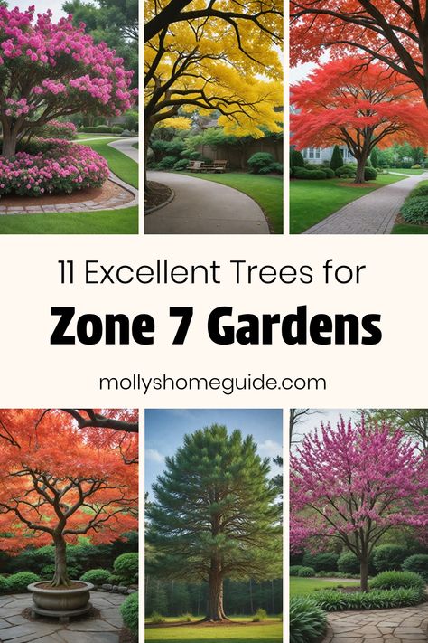 Explore a variety of trees perfect for Zone 7 climates, from evergreens to fruit trees. Discover the best options for small yards or problem-solving small spaces in Zone 7. Find the ideal zone 7 plants, bushes, and shrubs to enhance your landscape with privacy or shade. Whether you're looking for dwarf trees, types of shade trees, or evergreen shrubs, we've got you covered with our selection of top choices for Zone 7 gardens. How To Plant Trees In Yard, 7b Gardening Zone, Zone 7 Trees, Privacy Trees Between Houses, Zone 7 Plants, Small Trees For Front Yard, Zone 7 Gardening, Trees Types, Trees For Shade