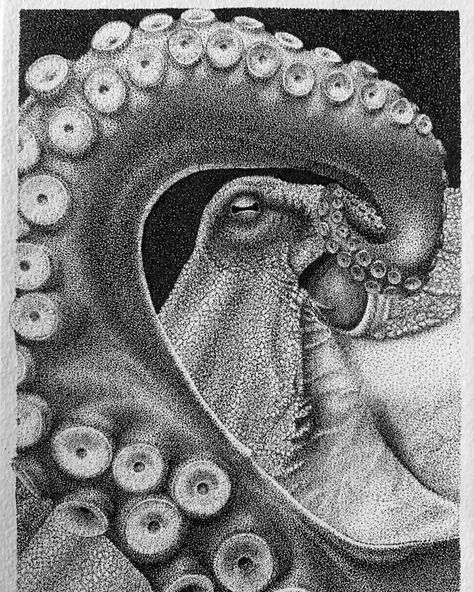 Octopus 2. Black and White Stippled Animals. Click the image, for more art from María Lecanda. Pointalism Art, Stippling Drawing, Kraken Art, Dotted Drawings, Bawah Air, Scratchboard Art, Stippling Art, Scribble Art, Octopus Art