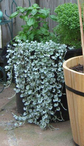 This plant fills the front of one of my herb pots.  It's not edible, but it's very pretty.  I have to watch it carefully and train the fronds toward the front -- otherwise it would take over the whole pot!! Silver Falls Dichondra, Silver Plant, Silver Falls, Moon Garden, White Gardens, Gorgeous Gardens, Shade Plants, Shade Garden, Container Plants