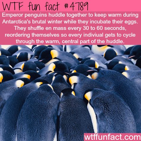 Facts About Penguins, Penguin Facts, Emperor Penguins, Weird But True, Emperor Penguin, Crazy Facts, Funny Random, Wow Facts, Did You Know Facts