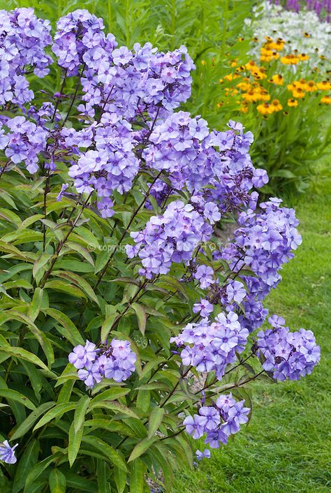 Phlox Flowers, Phlox Paniculata, Scented Flowers, Flower Garden Plans, Flower Stock, Blue Boy, Blue Garden, Plant Flower, Perennial Garden