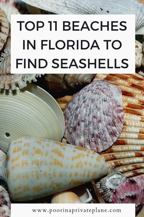 Shell Island Florida, Best Shelling Beaches, Where To Stay In Miami, Best Places In Florida, Travel Cities, Usa Vacations, Usa Trips, Florida Vacation Spots, Best Beach In Florida