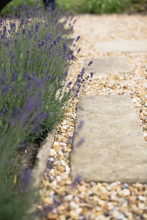 Natural stone and gravel path with lavender border in Cheshire by Matt Nichol Garden Design Lavender Outdoor Decor, Garden Stone Design, Lavender Lined Path, Cotswold Gravel Garden, Pea Gravel Garden Path, Cotswold Stone Gravel, Lavender Landscaping, Gravel Garden Path, Biodiversity Garden