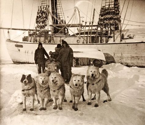 Roald Amundsen tried and failed to tame a polar bear cub in 1920 | polarbearscience Roald Amundsen, Bering Strait, Arctic Explorers, Arctic Sea, Southern Cross, Bear Cub, Bear Cubs, Dog Sledding, Ancient History