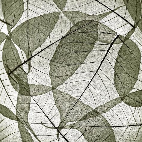 Lying Down, Transparent Leaves, Moodboard Portfolio, Winery Design, Man Vs Nature, Rowan Tree, Fashion Textiles, Architecture Design Concept, Natural Form