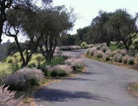 Charming Country Home Driveways, Natural Driveway Landscaping Ideas Country Front Yard, Driveway Entrance Landscaping, Entrance Landscaping, Long Driveway, Asphalt Driveway, Driveway Ideas, Driveway Entrance, Long Driveways, Driveway Landscaping