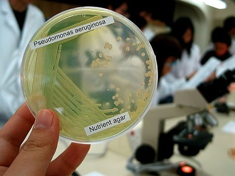 Bacteria Pseudomonas Aeruginosa on a lab plate, culture media by Denise Chan / CC BY-SA (https://creativecommons.org/licenses/by-sa/2.0) Antibiotic Resistance, Microbiology Lab, Gram Negative Bacteria, Pseudomonas Aeruginosa, Culture Media, Wedding Gift Wrapping, Medical Laboratory, Medical Technology, Microbiology