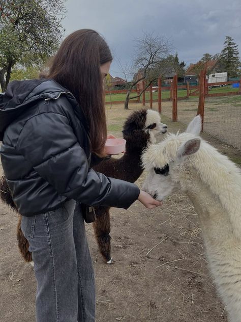 #alpaca #feeding #fashion #aesthetic Alpaca Aesthetic, Alpaca Pictures, Photography Reference, Nami Island, Alpaca Farm, Pic Poses, Story Ideas Pictures, Pic Pose, Village Life