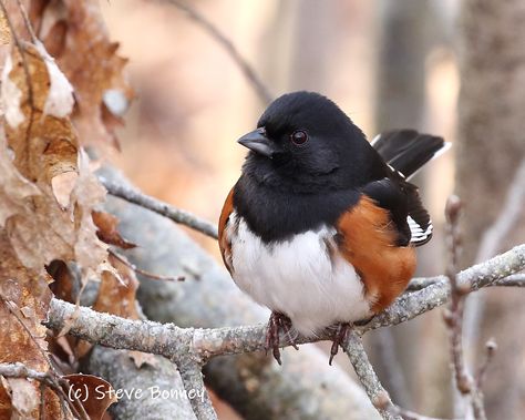 Eastern Towhee, Bird Quilt, Backyard Birds, Subjects, Tattoo Ideas, Birds, Tattoos, Animals, Art