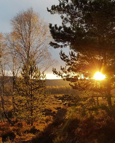 The forest is aglow with autumn colours, and our bothies are tucked right in the heart of it all. 🍂 With your wood-burning stove fired up, there’s nae better way to unwind after an afternoon stroll through golden woods. 🍁 The crisp air, the stunning colours, and the cosy warmth—it’s what autumn in Scotland is all about. Book your autumn escape and use code "AUTUMN24" to enjoy huge savings. Visit www.cairngormbothies.co.uk or call 01339 289103 to reserve your stay. and make the most of the ... Scotland In Autumn, Burning Wood, Crisp Air, Autumn Colours, Wood Burning Stove, In The Forest, Wood Burning, The Forest, In The Heart