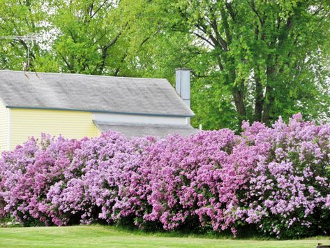 lilac hedge source unknown Hedges Landscaping, Land Scaping, Laurel Hedge, Garden Hedges, Lilac Bushes, Living Fence, Types Of Fences, Casa Country, Front Yard Fence