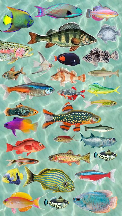 #fish #ocean #summer #beach #fishing #wallpaper #widget #wierd #funky #art #animals #marinebiology Fishing Wallpaper, Fish Collage, Beachy Room Decor, Wallpaper Widget, Funky Wallpaper, Fish Ocean, Trippy Wallpaper, Fish Wallpaper, Pretty Backgrounds