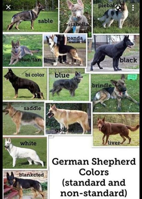 Different colours of German shepherd dog 🐕 | German shepherd colors, German shepherd dogs, White german shepherd Blue German Shepherd, German Shepherd Colors, Black German Shepherd Puppies, German Shepherd Training, German Shepherd Funny, Every Dog Breed, White German Shepherd, Black German Shepherd, Train Your Dog