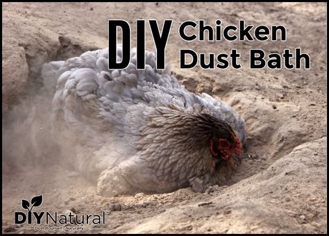 Chickens take dust baths to keep parasites at bay. Commercial products may contain chemicals so make your own chicken dust bath mix instead. Dust Bath Recipe, Chicken Dirt Bath, Diy Chicken Dust Bath, Diy Dust Bath, Chicken Dust Bath, Chicken Bath, Dust Bath For Chickens, Chicken Barn, Day Old Chicks