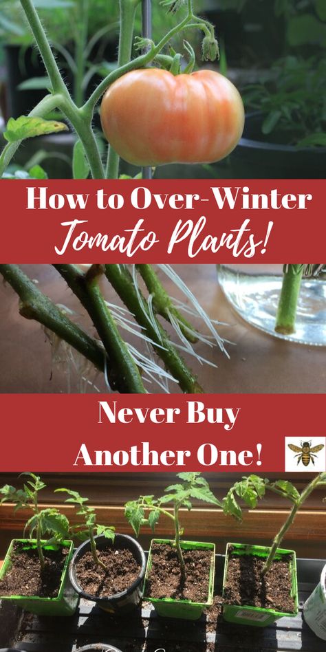 Tomatoes Plants Problems, Pruning Tomato Plants, Growing Tomato Plants, Plant Clips, Tomato Plant, Plant Problems, Tomato Garden, Growing Tomatoes, Tomato Plants