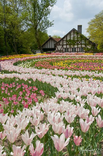 "Tulips" (@ Kronenberg, Okayama) ~ by Toshimo1123 on flickr Tulips Garden, Okayama, Flower Field, Dream Garden, Daffodils, Nature Beauty, Pretty Flowers, Botanical Gardens, Beautiful World