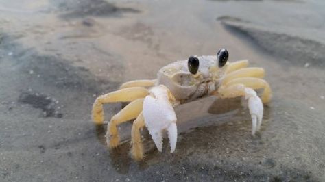 Ghost Crab on Hilton Head Island Beach Ghost Crab, Hilton Head Beach, Aquarium Pictures, Crab Tattoo, 3 Fish, Wild Animals Pictures, Animal Anatomy, Hermit Crab, Crustaceans