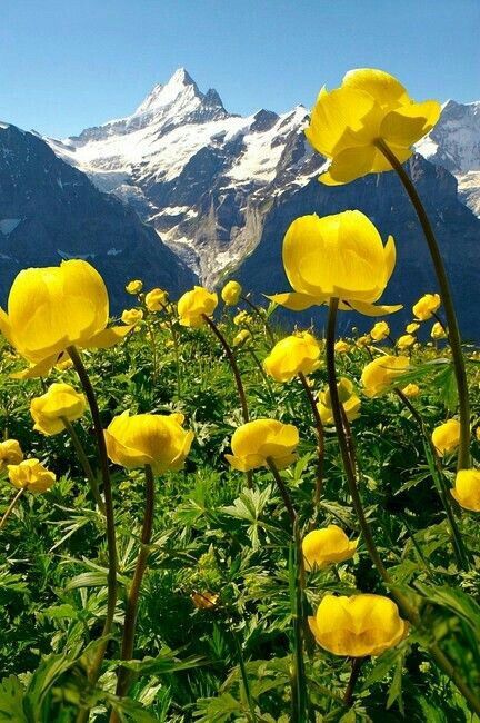 Globe Flower, Lush Landscape, Alpine Flowers, Breathtaking Scenery, Southern Europe, Garden Containers, Flowers Spring, Beautiful Mountains, Flower Field