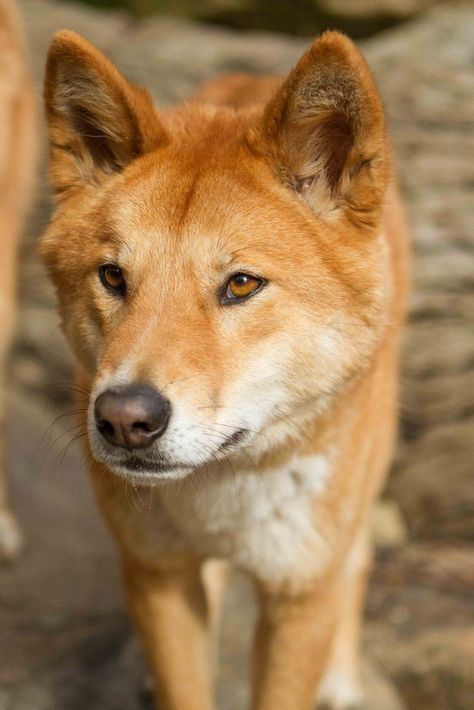 Australian Dingo, American Dingo, Dingo Dog, Aussie Animals, Carolina Dog, Australian Fauna, African Wild Dog, Australia Animals, Australian Wildlife