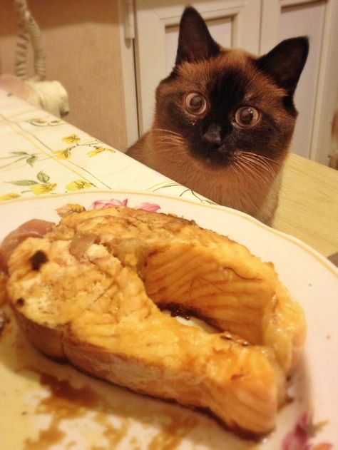 When it’s time for lunch but you have to wait until everyone’s been served to start eating. | 21 Cat Reactions For Every Christmas Situation Hungry Meme, Food Meme, Cat Staring, Animal Funny, Funny Cat Memes, Silly Cats, Siamese Cats, Cats Meow, Funny Animal Pictures