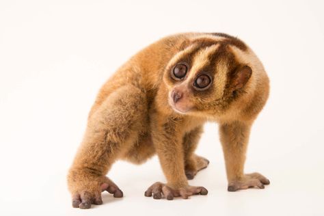 Loris Animal, Slow Loris, Joel Sartore, Wildlife Reserve, Tropical Animals, Animal Study, Interesting Animals, Animal Reference, Endangered Animals