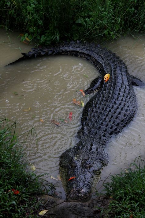 Crocodile Teeth, Crocodile Photography, Crocodile Pictures, Saltwater Crocodile, Dangerous Animals, Cute Reptiles, Unusual Animals, Crocodiles, Pretty Animals