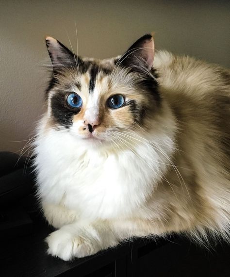 Calico Ragdoll Cat, Bunny Hybrid, Cat Hybrid, Ragamuffin Cat, Ragdoll Cat Breed, Hybrid Cat, Cat Anatomy, Ragdoll Cats, Kinds Of Cats