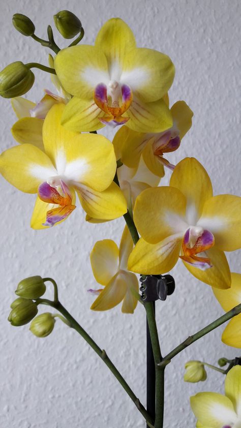 Yellow Orchid Arrangement, Cottagecore Garden, Orange Orchid, Yellow Orchid, Weird Plants, Orchids Garden, Flowery Wallpaper, Orchid Arrangements, Unusual Plants