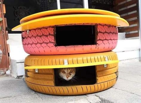 Cat Walkway, Feral Cat Shelter, Outdoor Cat Shelter, Chat Diy, Custom Dog Beds, Cat Patio, Diy Cat Tree, Cat House Diy, Cat Sanctuary