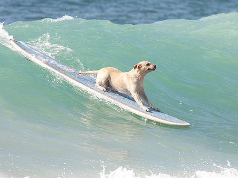 Go doggie, go! Dog Rules, World Trade, In The Ocean, World Trade Center, Happy Dogs, Images Gif, Mans Best Friend, I Love Dogs, Dog Life