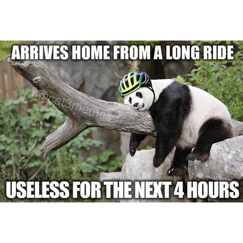 Cycling Pulse on Instagram: “I’ll be on the sofa. (Credit: @cat3memes) . . #cyclingpics #cyclingphoto #roadcycling #ciclismo #cyclisme #bici #velo #roadbikes…” Motocross Funny, Bicycle Humor, Cycling Memes, Bike Humor, Cycling Humor, Canyon Bike, Kids Cycle, Bicycle Workout, Bike Quotes