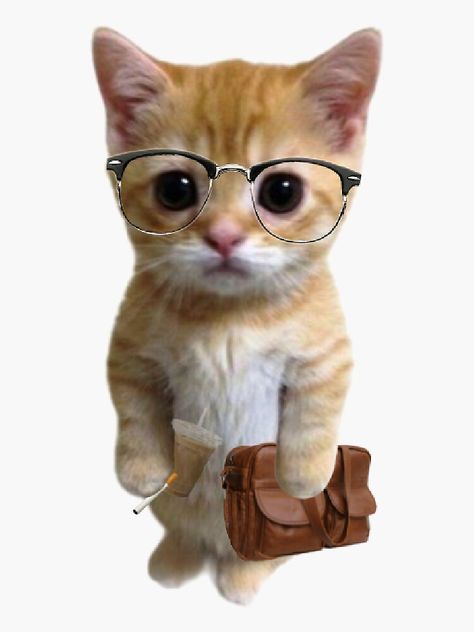 "el gato prof" Sticker for Sale by caro1c | Redbubble Silly Cat Wallpaper, Cats Big Eyes, Silly Cat Gif, Silly Stickers, Valentine Coloring Sheets, Cats Couple, Coloring Pictures For Kids, Cat Coloring Pages, Christmas Coloring Sheets