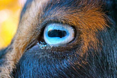 akward moment when you relize goats have rectangular eyes... wierd,.. Goat Eyes Drawing, Goats Eyes, Goat Eyes, Goat Pen, Dragon Anatomy, Different Types Of Animals, Animal Eyes, Eye Close Up, Behind Blue Eyes