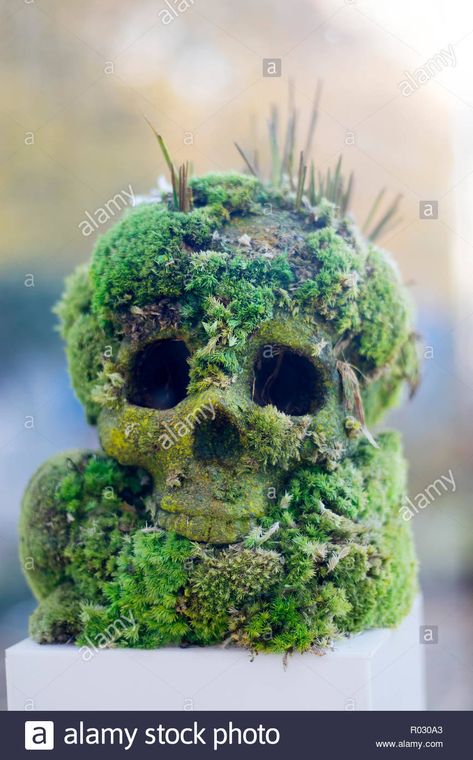 the Skull overgrown with moss in the forest Stock Photo Underwater Ruins, Growth And Decay, Gothic Garden, Landscape Concept, Skull Decor, The Skull, Arte Fantasy, In The Forest, Skull Art