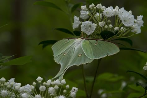 Green Moth, Libro Gravity Falls, Lunar Moth, Cool Bugs, Mountain Laurel, Beautiful Bugs, Luna Moth, Bugs And Insects, Arte Animal