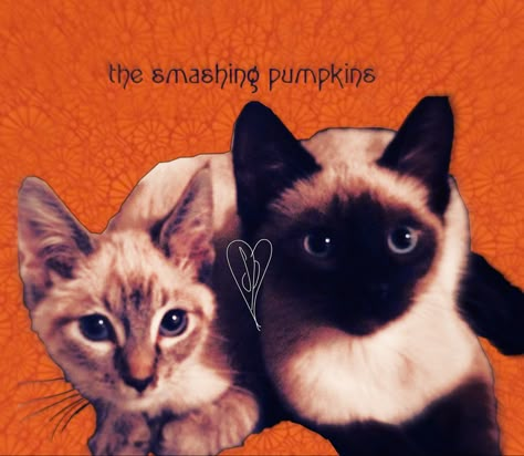 Siamese Dream Wallpaper, Cats As Album Covers, Smashing Pumpkins Pfp, Siamese Dream The Smashing Pumpkins, The Smashing Pumpkins Aesthetic, Smashing Pumpkins Album Cover, Smashing Pumpkins Siamese Dream, Smashing Pumpkins Poster, Cat Album Covers