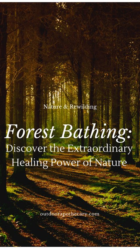 Outdoor Apothecary, Eco Therapy, Healing Power Of Nature, Natural Air Purifier, Shinrin Yoku, Healing Practices, Forest Bathing, Alternative Healing, Health Trends