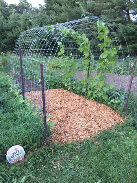 Garden Tunnel Walkways, Pumpkin Tunnel Garden, Diy Garden Tunnel, Cattle Fence Garden Arch, Chicken Tunnel Around Garden, Pumpkin Arch Garden, Pumpkin Trellis Ideas, Squash Tunnel, Pumpkin Tunnel