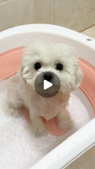 117K likes, 343 comments - puppy.lovings on February 25, 2024: "Check Link in my bio for the product that you see on video! @puppy.lovings". Cute Tiny Dogs, Baby Maltese, Baby Shih Tzu, Dog Bathing, Bichon Dog, Cutest Puppy Ever, Shih Tzu Funny, Funny Animal Pics, Dogs Grooming