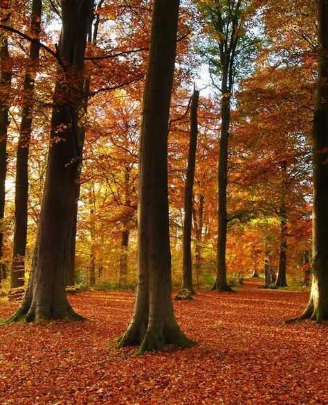 Woodland Trust on Instagram: “This week's most recorded #NaturesCalendar species is #beech with its full autumn tint. We love how striking beech trees are at this time…” Woodland Trust, Beech Trees, Beech Tree, Property Design, Biome, Phone Wallpapers, Our Love, Tree Trunk, Mood Board