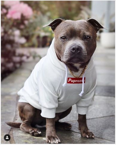 When you know your crush gonna be there, so your outfit needs to be on point 🔥 Pitbull Outfits, Pitbull Clothes, Outfit Needs, Staffy Dog, Dog Clothes Diy, Whippet Dog, Bully Dog, Dog Raincoat, Cute Animals Images