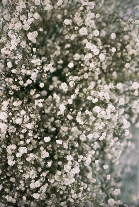 Britton Core, Janet Core, Brittany Core, Aesthetic Light Academia, Breath Flowers, Flowers Wallpapers, Aesthetic Light, Baby Breath, Baby S Breath