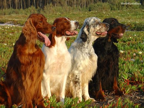 PortoRioSetter Gallery August 25, 2011 found on Facebook Setter Dogs, Setter Puppies, Irish Red Setter, Red And White Setter, English Setter Dogs, English Setters, Irish Setter Dogs, Gordon Setter, Irish Setters